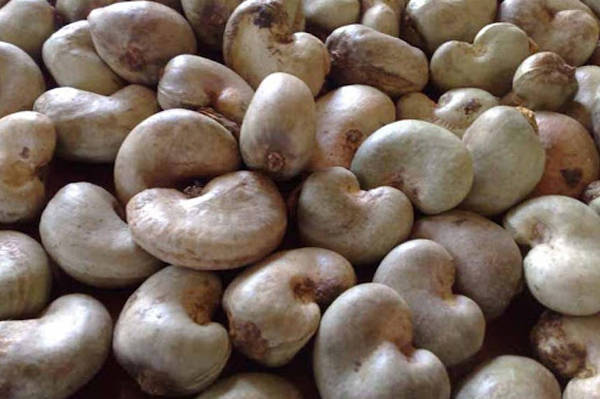 raw-cashew-nuts