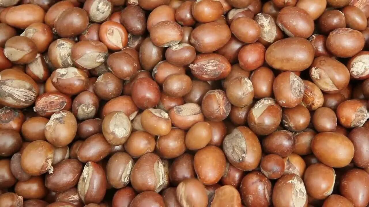 shea-nuts